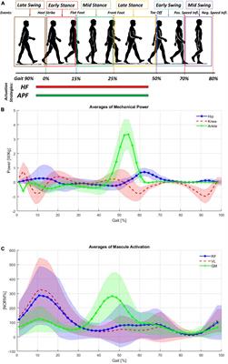 Quasi-passive lower limbs exosuit: an in-depth assessment of fatigue, kinematic and muscular patterns while comparing assistive strategies on an expert subject’s gait analysis